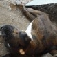 durmiendo al lado de la caseta